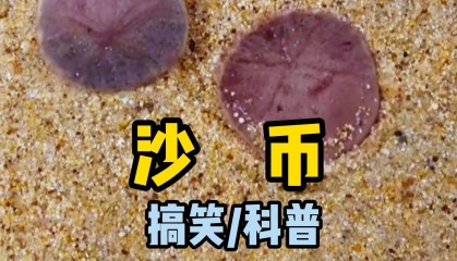 沙币图片(沙币的表情包)