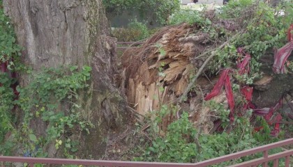 贵阳一700年古树砸扁“宝马”，现场惨不忍睹，林业局：车主他也有错