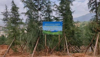 邮储“绿”点靓乌蒙山 ——昭通分行“手植一棵树 绿化一片天”义务植树活动