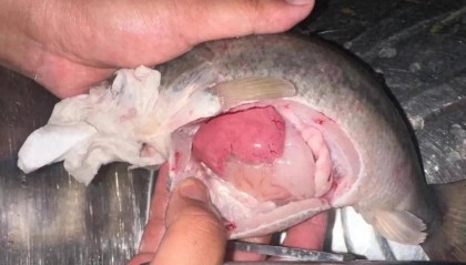 想要鱼长得好，又要鱼发病少，就要多注意鱼肝胆综合症！