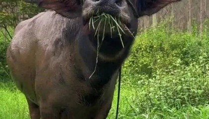 注意，如此缩量，明天会跌破3450吗？