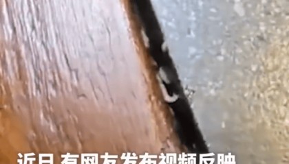 湖北武汉一火锅店桌缝内有活蛆爬行，当地监管部门介入，涉事门店最新回应