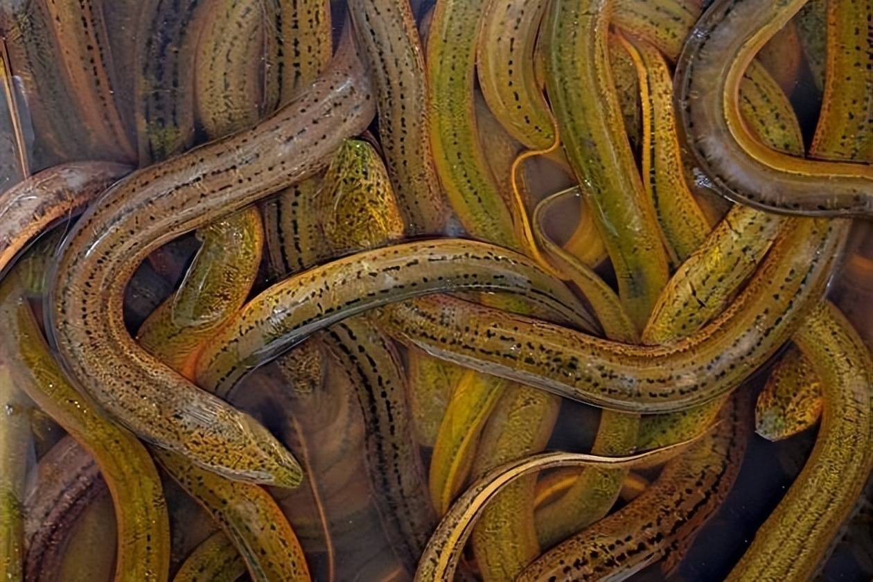 湖北福泽农业技术有限公司靠谱吗