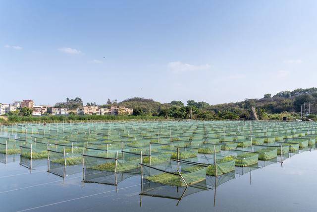 湖北福泽生态农业技术有限公司靠谱吗