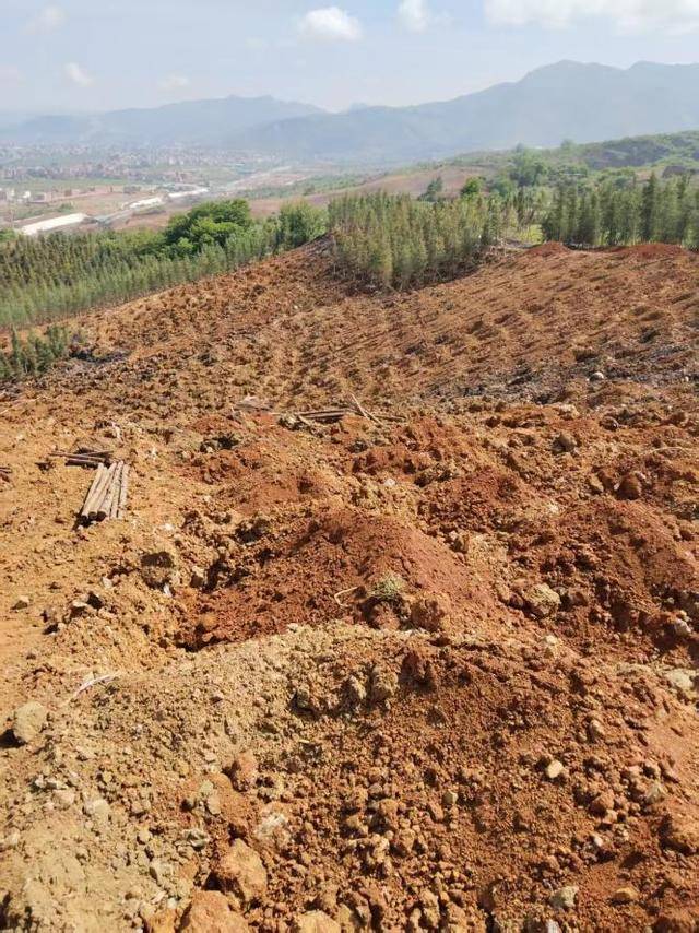 邮储“绿”点靓乌蒙山 ——昭通分行“手植一棵树 绿化一片天”义务植树活动
