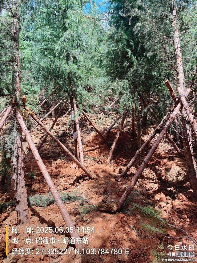 邮储“绿”点靓乌蒙山 ——昭通分行“手植一棵树 绿化一片天”义务植树活动