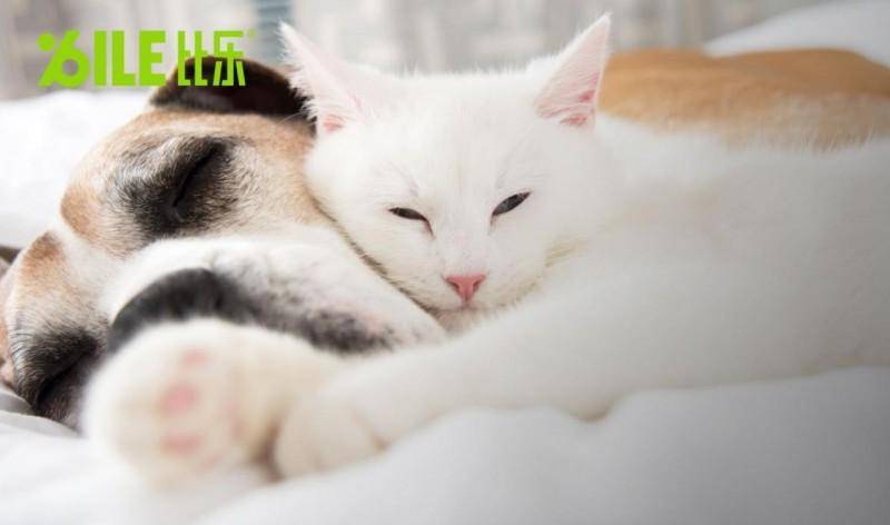 比乐：私域生态与用户叙事，开启情感共鸣新篇章