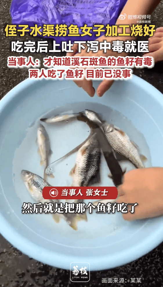 广西母女吃了从水渠捞的石斑鱼后上吐下泻送医，看了网友信息才得知“鱼籽有毒”