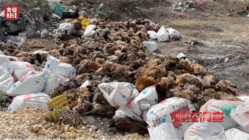 恶臭弥漫、垃圾围村！总台《财经调查》曝光多地违法倾倒乱象→