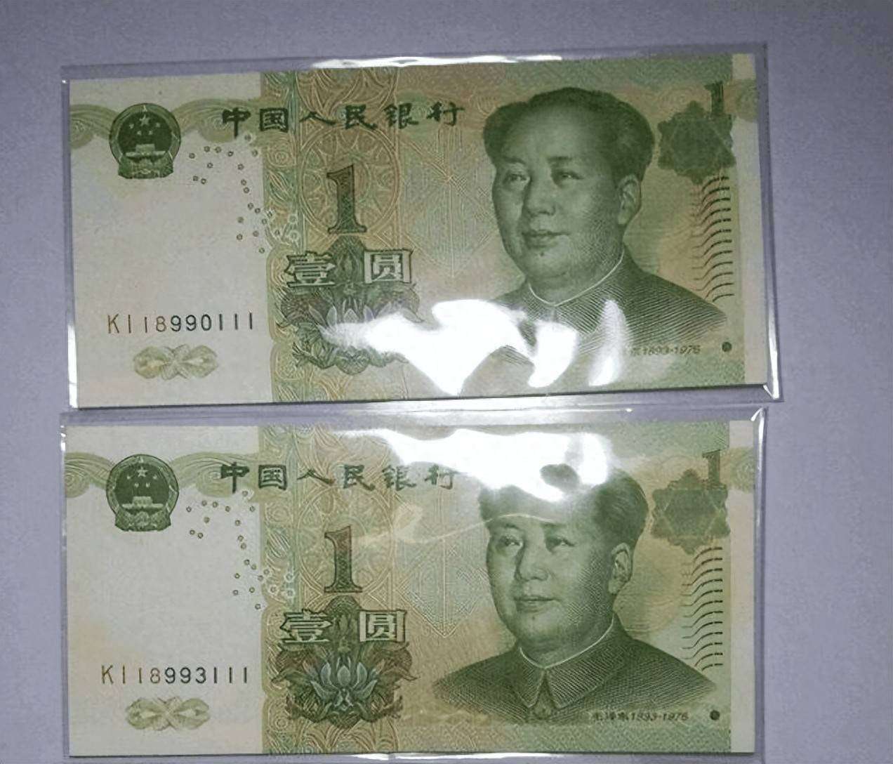 币口袋(壁口袋地蜘蛛)