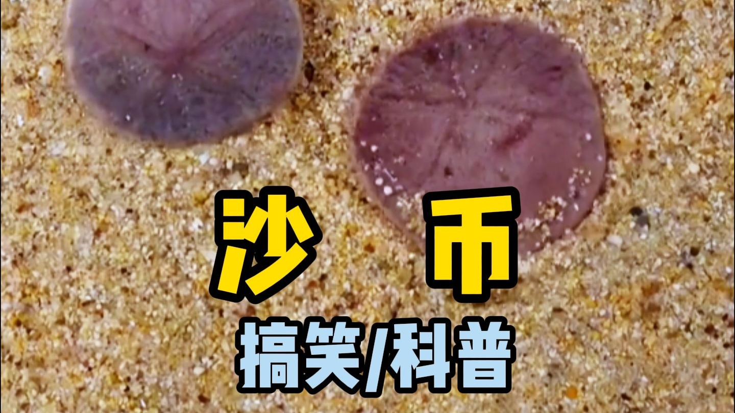 沙币图片(沙币的表情包)